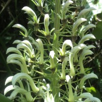 Lobelia nicotianifolia Roth